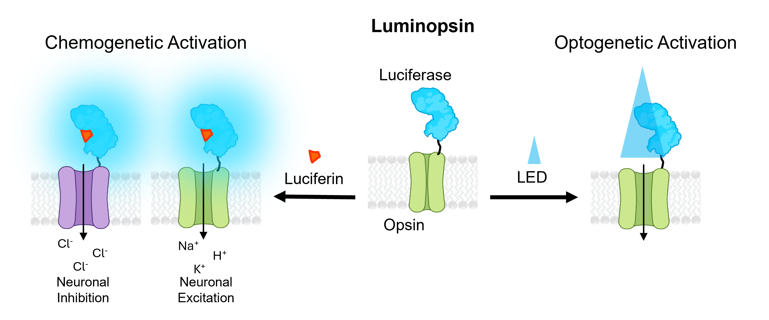Schematic of Luminopsin function. In the center panel, a Luminopsin protein cartoon is labeled with the Luciferase component and an Opsin channel protein (closed conformation) embedded in a plasma membrane. An arrow to the left depicts Chemogenetic activation upon adding Luciferin, which is bound in the luciferase active site and emits a glow, leading to Neuronal inhibition (opsin channel opens to let chloride ions enter) or Neuronal excitation (opsin channel opens to let Na+, K+, and H+ ions enter). An arrow to the right depicts Optogenetic activation upon LED illumination, with a light cone shining on the opsin channel leading it to open.