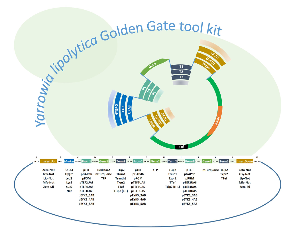 YL goldengate tool kit.jpg