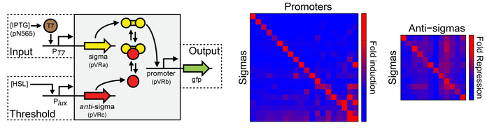 Voigt Lab Repressors for Orthogonal Logic Gates