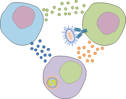 cytokine-chemokine.png