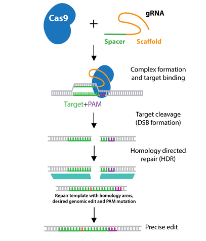 Addgene CRISPR Guide