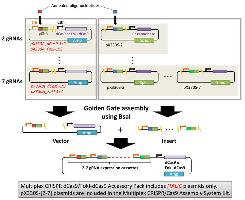 Figure dCas9-dCas9FokI assembly.png