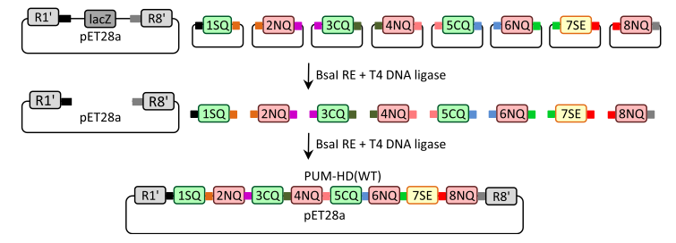 Golden Gate PUF Assembly Scheme 2