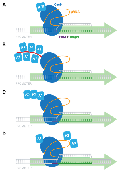 Four panel schematic showing different activation strategies. In panel A, dCas9 enzyme-activator fusion is in complex with the gRNA and binds the PAM sequence and target DNA near a promoter. In Panel B, an epitope-tagged dCas9 binds a repeated array of activator peptides. In Panel C, dCas9 is fused to sequential activation domains. In Panel D, dCas9 is fused to an activator with a gRNA that binds additional activators. In each panel, an arrow pointing to the right indicates active transcription.