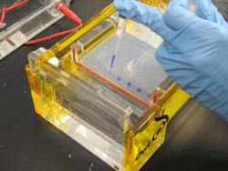 agarose gel electrophoresis
