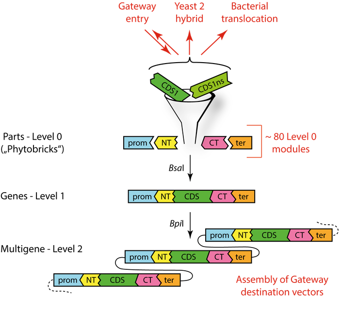 Addgene_MoClo-Toolkit-scheme.png