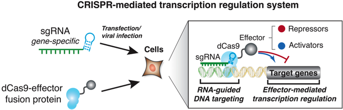 CRISPR mediated transcription cartoon