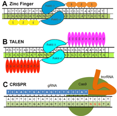 CRISPR TALEN ZFN comparison cartoon