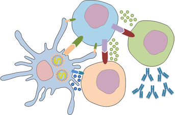 adaptive-immunity.png