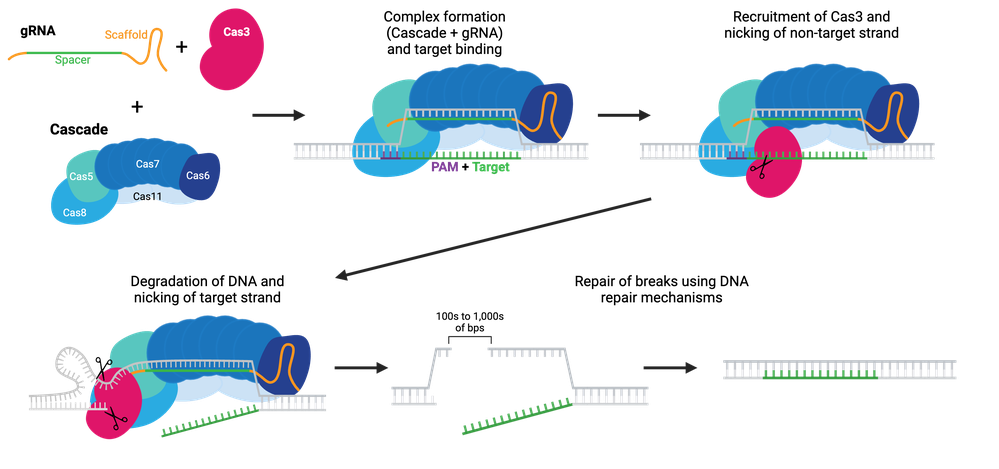 Schematic of DNA degradation by Cas3, requiring the Cas3, the Cascade complex (see text for details), and a gRNA. The Cascade complex binds to the target sequence using the gRNA and recruits Cas3. Cas3 nicks the non-target strand and begins to degrade DNA cutting the target strand nonspecifically along the way. Breaks are repaired by various DNA repair mechanisms.