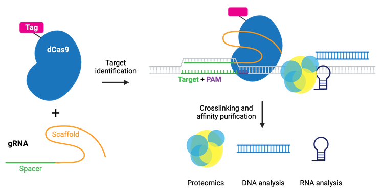 A schematic of purification using dCas9. dCas9, linked to a tag, plus a gRNA composed of a spacer and a scaffold are shown. An arrow representing target identification leads to dCas9 binding to the gRNA and genomic DNA target, with target and PAM labeled, and DNA, bound proteins, and RNA represented by symbols. An arrow representing crosslinking and affinity purification points to symbols representing proteomics, DNA analysis, and RNA as the final steps.