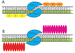Illustration comparing zinc finger and TALE nucleases
