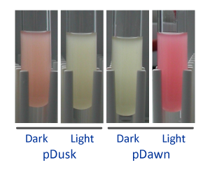 pDusk-pDawn-optogenetics-Andreas-Moeglich.png