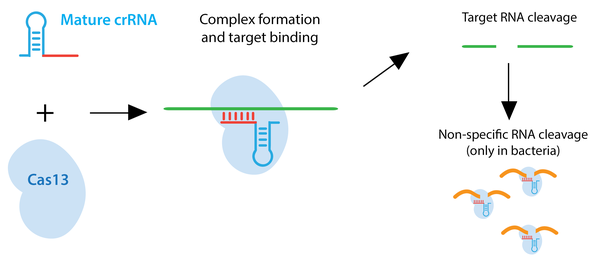 CRISPR RNA targeting schematic