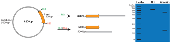 Verifying Total Plasmid Size