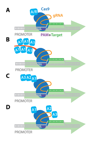 Diagram of CRISPR activation or repression