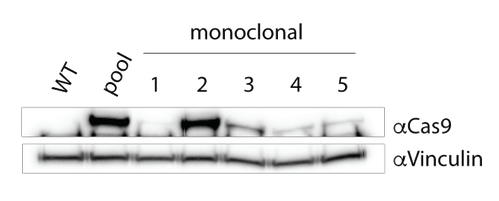 Cas9 expression in monoclonal lines