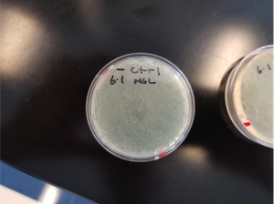 Control plate with no carbenicillin