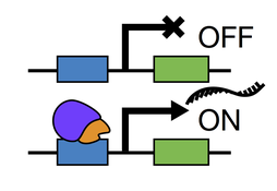 Inducible Expression Image