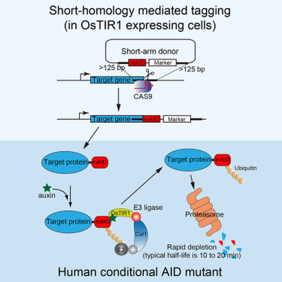 CRISPR AID Tagging Graphical Abstract