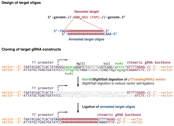 Chen lab plasmid cloning figure