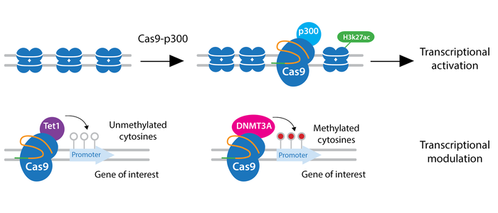 CRISPR epigenetics schematic