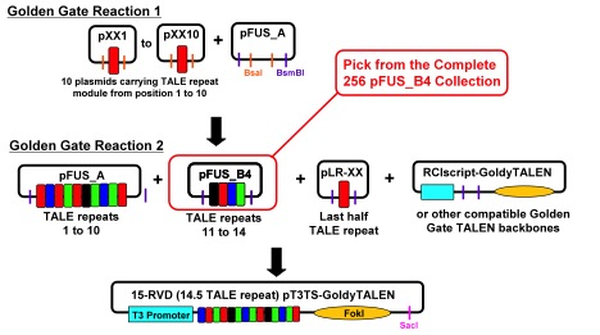 Ekker_lab_TALEN.jpg
