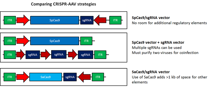 diagram of AAV CRISPR plasmid strategies