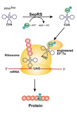 Phosphoprotein-synthesis