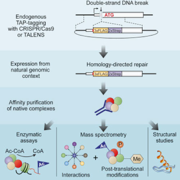 Diagram of CRISPR Tag method