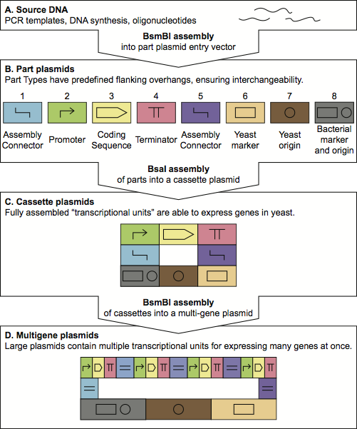 Schematic of the Dueber Lab YTK system