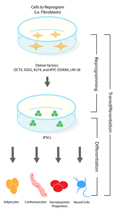 Schematic of reprogramming stem cells