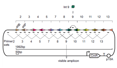 plasmid Memory array diagram