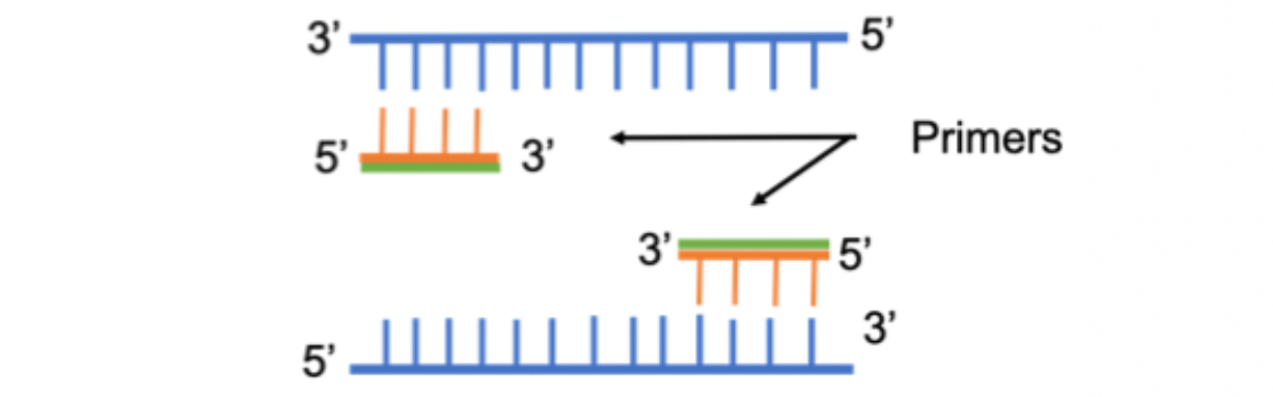 An image displaying forward and reverse primers binding to template DNA