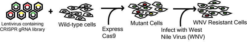Wu Lab Human Lentiviral CRISPR Library