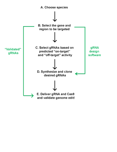 Addgene: CRISPR Guide