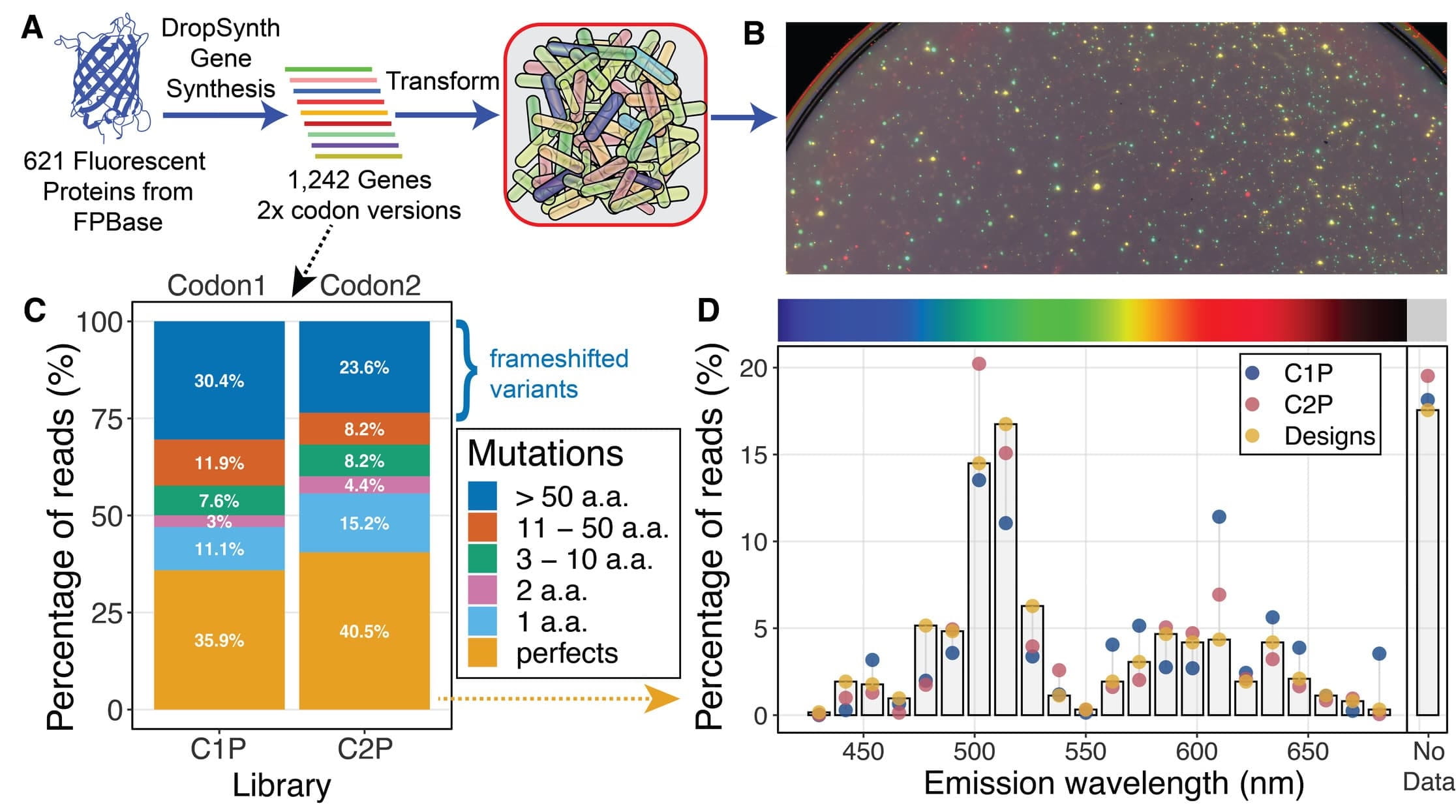 The first of four panels shows 621 Fluorescent Proteins from FPBase with an arrow labeled DropSynth Gene Synthesis leading to 1,242 Genes (2x codon versions) and another arrow leading to a cartoon of different fluorescently colored cells and a final arrow to Panel B described in the figure caption. A dotted arrow from 1,242 Genes (2x codon versions) leads to Panel C which shows Percentage of reads for each library divided by different mutations. There are 35.9 and 40.5 perfects for C1P and C2P respectively. There are 11.1 and 15.2 percent one aa mutations, 3 and 4.4 percent two amino acid mutations, 7.6 and 8.2 percent three to ten amino acid mutations, 11.9 and 8.2 percent 11 to 50 aa mutations, and 30.4 and 23.6 percent frameshifted >50 aa mutations for C1P and C2P respectively, all totaling 100 percent of reads. A dotted line leads from the perfects to Panel D, which is a histogram with 22 different emission wavelength (nm) bars and a “No Data” bar, versus percentage of reads for C1P, C2P, and the designed distribution. The distributions of reads correspond fairly well to the distribution of designs, with the greatest fractions represented in the bins for 480 to 530 nm as well as 610–620 nm and “No Data”.