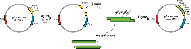Cloning_overview.gif