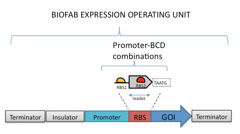 biofab figure.png