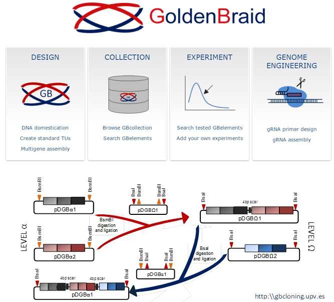 Orzaez Lab flowchart of Golden Braid Kit