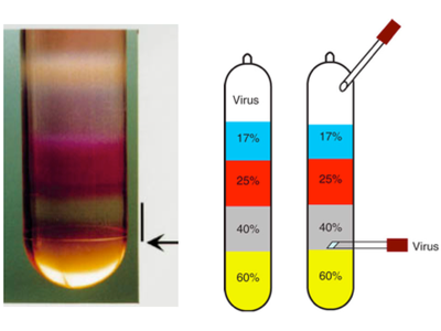 Diagram showing location of AAV in iodixanol gradient
