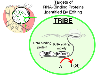 TRIBE Schematic