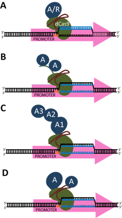 Diagram of CRISPR activation or repression