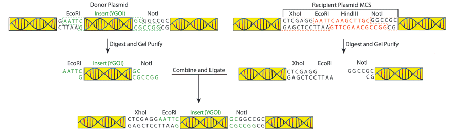 Restriction Enzyme-based Subcloning Fig 2
