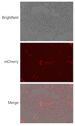 Lentivirus Fluorescence Titration