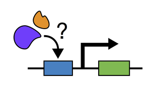 Wordless Reporter Plasmids 3.jpg