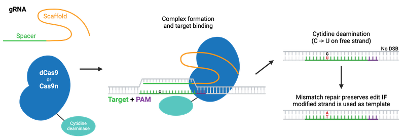 Overview of the base editing molecular process. A gRNA molecule containing the scaffold and spacer sequences binds to a dCas9 protein that is attached to a cytidine deaminase. An arrow represents complex formation and this complex binding to the target sequence of DNA next to a PAM motif which separates the DNA double helix. Another arrow indicates the process of deamination performed on a cytidine on the free DNA strand turning it into a uracil. Mismatch is later applied to the other strand by the cell's DNA repair mechanism.