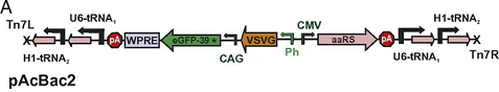 Plasmid construct map