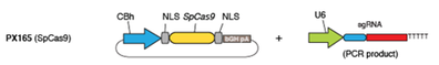 plasmid pX165 map