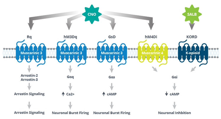 Schematic showing available DREADDs, what ligand they are activated by, and their effect on cellular signaling
